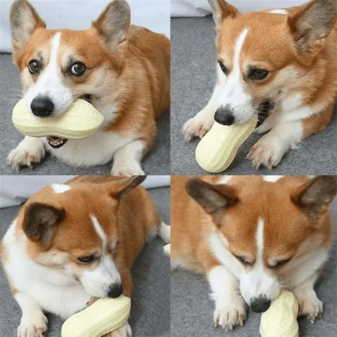 Durable squeaky peanut chew toy for dogs